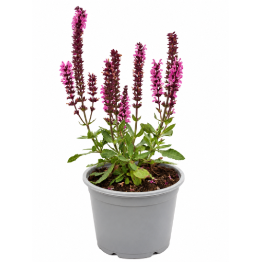 Woodland Sage ‘Midnight Rose’ C1.5