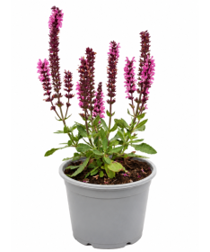 Woodland Sage ‘Midnight Rose’ C1.5