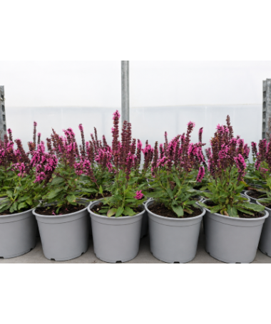 Woodland Sage ‘Midnight Rose’ C1.5
