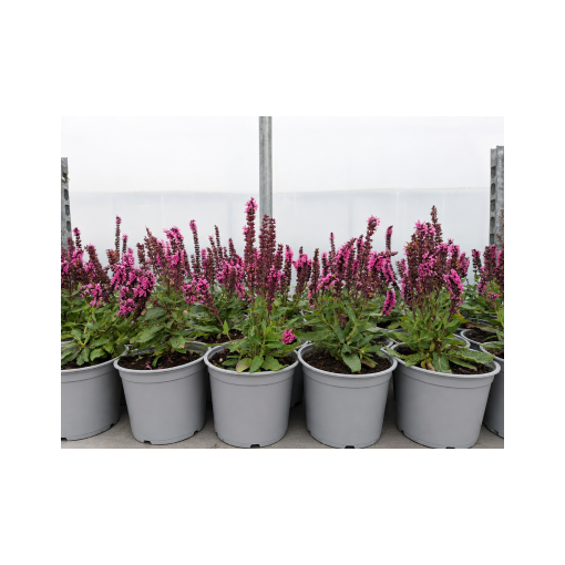 Woodland Sage ‘Midnight Rose’ C1.5