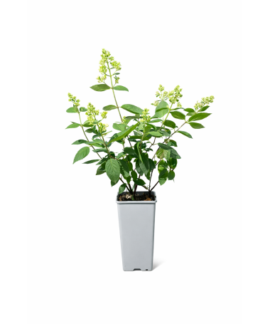 Panicle Hydrangea 'Kyushu' C2
