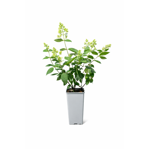 Panicle Hydrangea 'Kyushu' C2