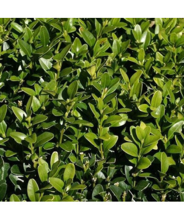 Buxus P9/C1
