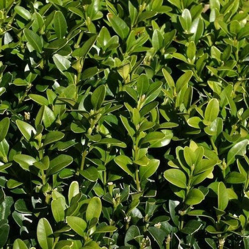 Buxus P9/C1