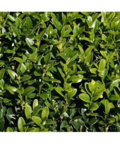 Buxus P9/C1