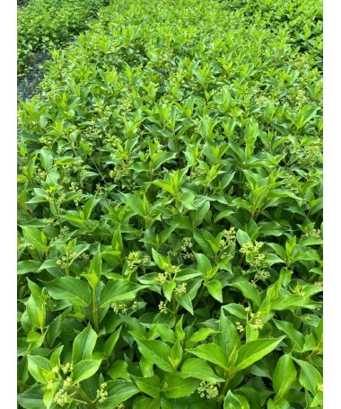 Panicle Hydrangea 'Kyushu' C2