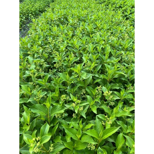 Panicle Hydrangea 'Kyushu' C2