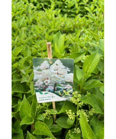 Panicle Hydrangea 'Early Harry' P9/C1