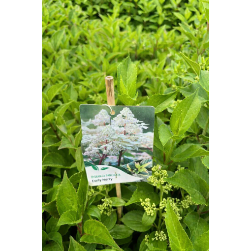 Panicle Hydrangea 'Early Harry' P9/C1