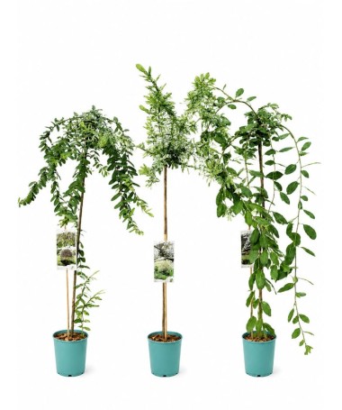 Set of 3 grafted willows C4