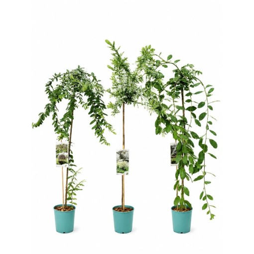 Set of 3 grafted willows C4