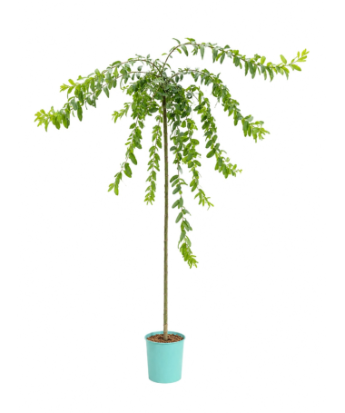 Set of 3 grafted willows C4