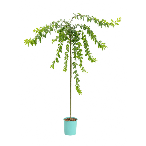 Set of 3 grafted willows C4