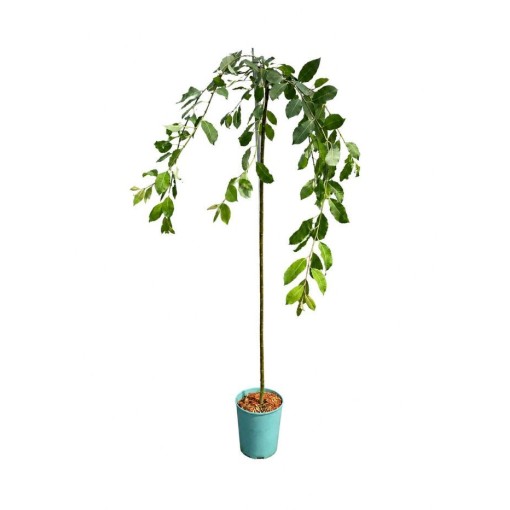 Set of 3 grafted willows C4