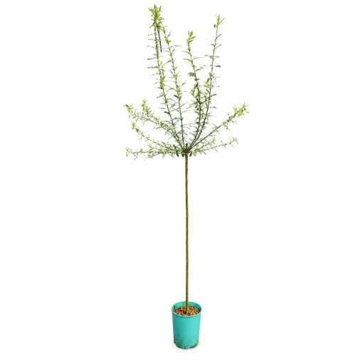 Set of 3 grafted willows C4