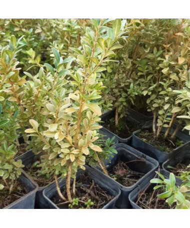 Buxus P9/C1