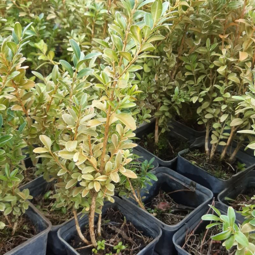 Buxus P9/C1
