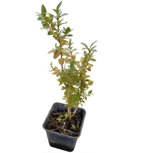 Buxus P9/C1