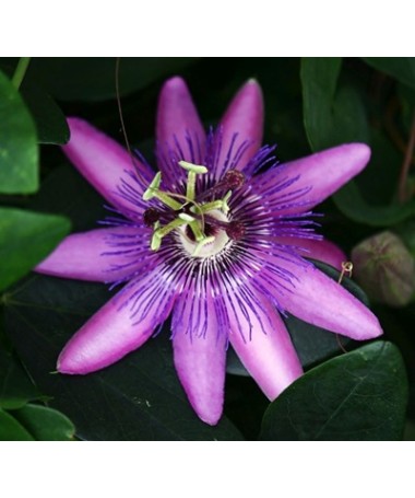 Passiflora (Passionflower) Lavender Lady C2
