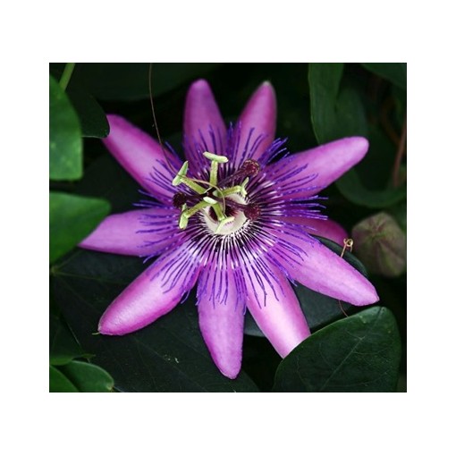Passiflora (Passionflower) Lavender Lady C2