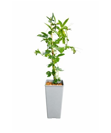 Passiflora (Passionflower) Lavender Lady C2
