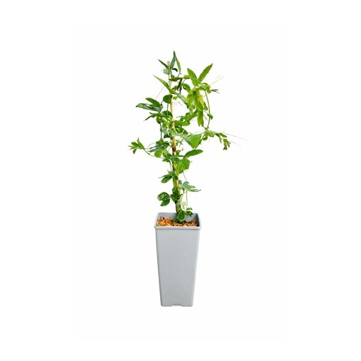 Passiflora (Passionflower) Lavender Lady C2