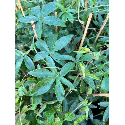 Passiflora (Passionflower) Lavender Lady C2
