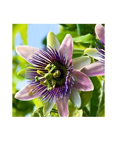 Passionflower (Passiflora) 'Purple Haze'