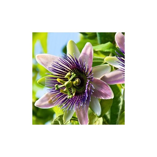 Passionflower (Passiflora) 'Purple Haze'
