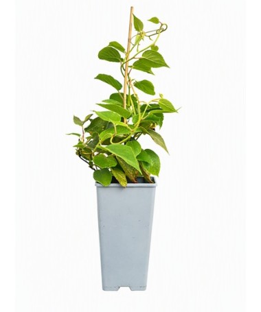 Kiwi Actinidia deliciosa Jenny SELF-FERTILE C2