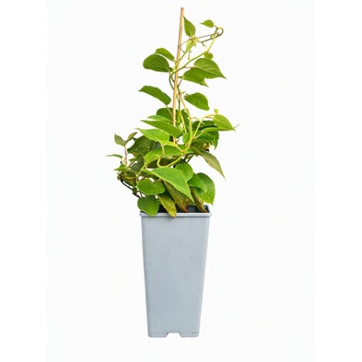 Kiwi Actinidia deliciosa Jenny SELF-FERTILE C2