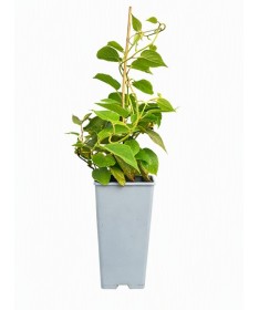 Kiwi Actinidia deliciosa Jenny SELF-FERTILE C2