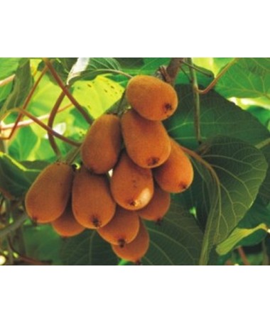 Kiwi Actinidia deliciosa Jenny SELF-FERTILE C2
