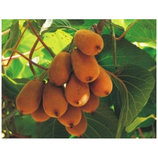Kiwi Actinidia deliciosa Jenny SELF-FERTILE C2