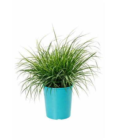 Japanese Fountain Grass 'Little Bunny' pot, 4L