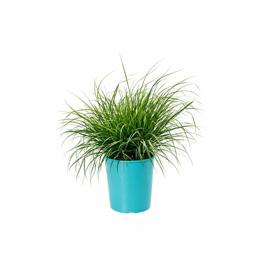 Japanese Fountain Grass 'Little Bunny' pot, 4L
