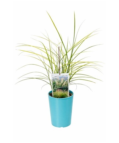 Chinese miscanthus 'Ferner Osten' C4