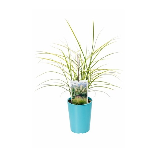 Chinese miscanthus 'Ferner Osten' C4