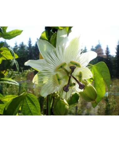 Passionflower (Passiflora) 'Constance Elliott' C2