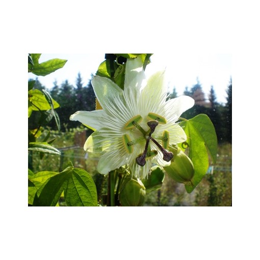 Passionflower (Passiflora) 'Constance Elliott' C2