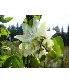 Passionflower (Passiflora) 'Constance Elliott' C2