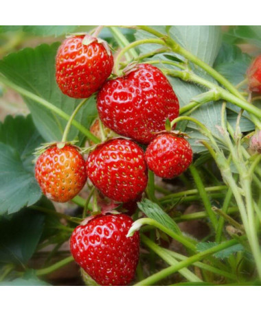 Strawberry 'Honeoye' pot, P9
