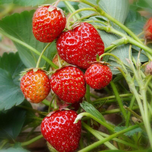 Strawberry 'Honeoye' pot, P9