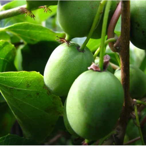 Kiwi Actinidia Sientiabrskaja (variegated) C2
