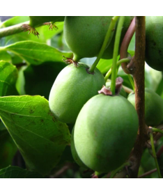 Kiwi Actinidia Sientiabrskaja (variegated) C2