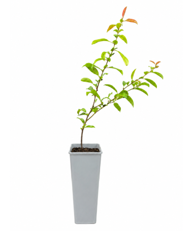 Chinese Quince Nivalis C2