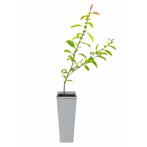 Chinese Quince Nivalis C2