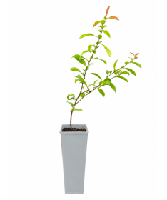 Chinese Quince Nivalis C2