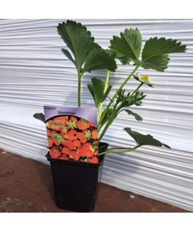 Strawberry 'Honeoye' pot, P9