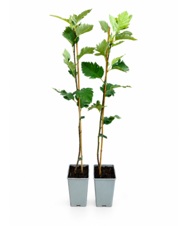 Swedish Whitebeam C2